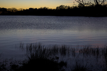 Calm Lake at Sunset with Silhouette Reeds and Tree Line © MiguelA