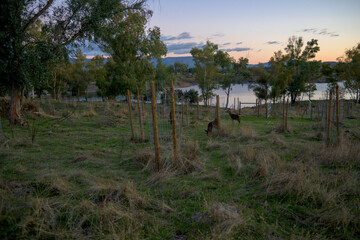 Female Deer Grazing in Reforestation Area Near Lake at Sunset Granadilla © MiguelA
