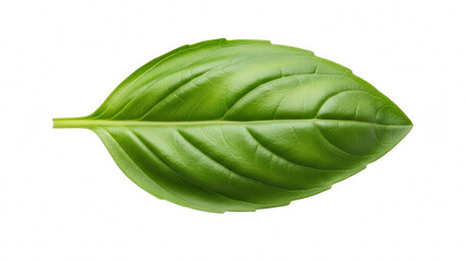 Single fresh green basil leaf isolated on transparent background for culinary and herbal use