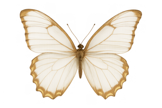Elegant white butterfly with intricate gold details spreading its wings, a symbol of freedom and transformation on transparent background