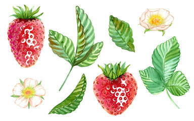 Strawberry, leaves, tendrils, flowers. Clipart for delicious illustrations. A set for creating berry designs. Summer red berries. Sweet ripe strawberry. Hand drawn watercolor illustration. 
