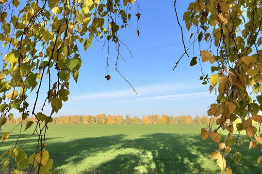 A landscape on a clear autumn day: a green field, a row of yellow-leaved trees on the horizon, and hanging branches with yellowing leaves framing the frame.
