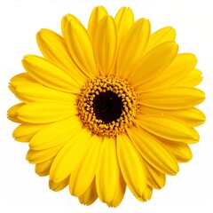 Vibrant Yellow Gerbera Daisy Blossom Isolated on White Background.