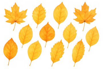 Autumn leaves watercolor collection featuring yellow and orange maple and diverse deciduous foliage, transparent background