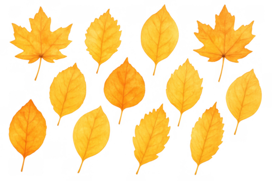 Autumn leaves watercolor collection featuring yellow and orange maple and diverse deciduous foliage, transparent background