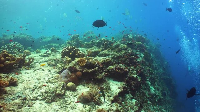 Coral garden seascape. Colourful tropical coral. Sipadan, Malaysia.