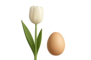 White tulip and brown egg, easter spring design
