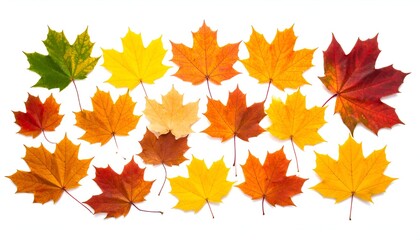 Fototapeta premium Colorful autumn maple leaves arranged artfully on a white background