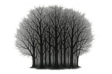 Forest of bare trees with leafless branches, evoking a somber cold atmosphere during winter, on a transparent background