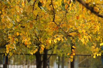 The photo shows a tree branch with yellow autumn leaves in the foreground. The warm, soft light and blurred background create a cozy autumn atmosphere.