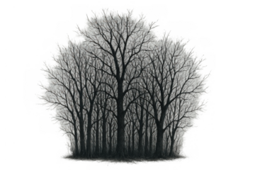Leafless winter forest creating a dark silhouette, depicting a spooky or eerie scene on transparent background