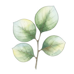 Delicate Watercolor Branch with Four Pale Green Leaves Isolated on a Transparent Background Smooth Gradients Fluid Texture High Resolution