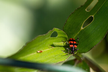 Besouro Neolema fasciata
