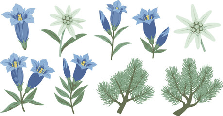 Alpine Flora Collection Edelweiss Gentian and Pine Branches.