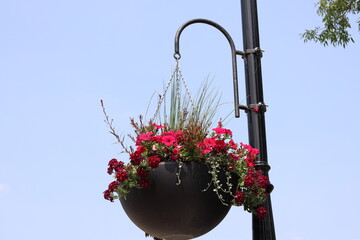 basket of red flowers hangs from lamp post under clear blue summer sky (close-up)
