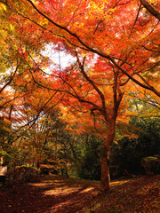 みごとな紅葉に包まれた山の中の雑木林の小径