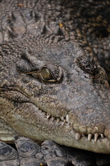 Crocodile Scutes and Teeth Detail 