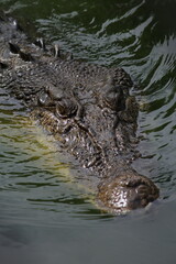 Saltwater Crocodile Eyes