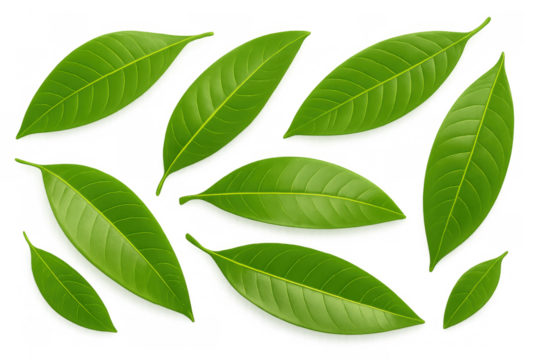 Green tropical mango leaves vector set transparent background, fresh botanical plant foliage elements collection