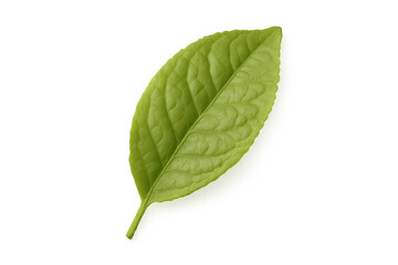 Fototapeta premium Green plant leaf showing freshness, growth, vitality, and eco-friendly themes, against a transparent background