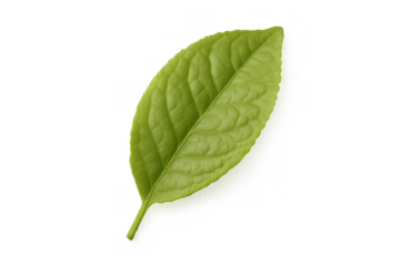 Green plant leaf showing freshness, growth, vitality, and eco-friendly themes, against a transparent background