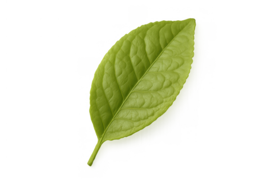 Green plant leaf showing freshness, growth, vitality, and eco-friendly themes, against a transparent background