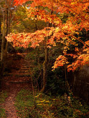 みごとな紅葉に包まれた山の中の雑木林の小径