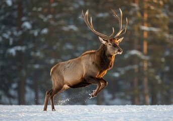 Elk Leaping Through Snow in Winter Forest
