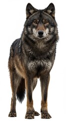 Obraz premium Wolf stands confidently in a studio setting