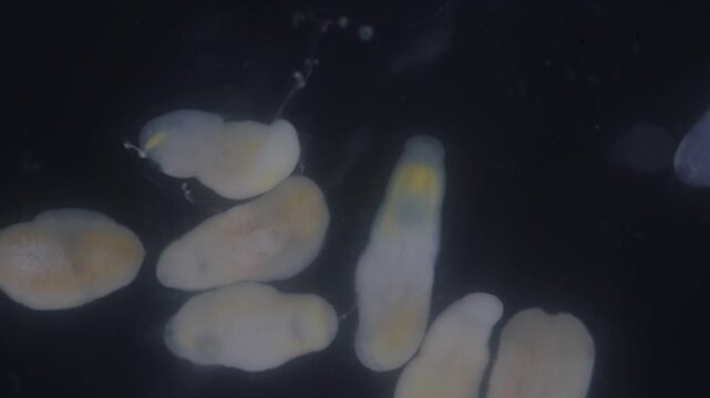 Clinostomum spp. are freshwater flukes with a worldwide distribution and a complex life cycle involving multiple hosts, including snails (intermediate hosts), fish or amphibians (secondary intermediat