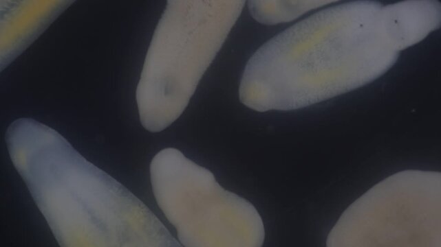 Clinostomum spp. are freshwater flukes with a worldwide distribution and a complex life cycle involving multiple hosts, including snails (intermediate hosts), fish or amphibians (secondary intermediat