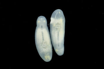 Clinostomum spp. are freshwater flukes with a worldwide distribution and a complex life cycle involving multiple hosts, including snails (intermediate hosts), fish or amphibians (secondary intermediat