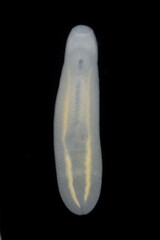 Clinostomum spp. are freshwater flukes with a worldwide distribution and a complex life cycle involving multiple hosts, including snails (intermediate hosts), fish or amphibians (secondary intermediat
