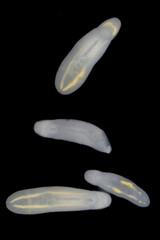 Clinostomum spp. are freshwater flukes with a worldwide distribution and a complex life cycle involving multiple hosts, including snails (intermediate hosts), fish or amphibians (secondary intermediat