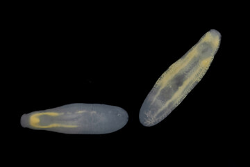 Clinostomum spp. are freshwater flukes with a worldwide distribution and a complex life cycle involving multiple hosts, including snails (intermediate hosts), fish or amphibians (secondary intermediat