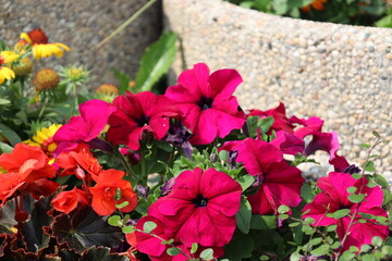 blast of dark red, orange flowers, tiny green leaves in summer sun (close-up, macro)