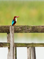 A White-throated Kingfisher perched on a wooden fence. The bird displays its vibrant chestnut-brown head, red bill, turquoise-blue wings and back feathers at Bung Bua, Thailand