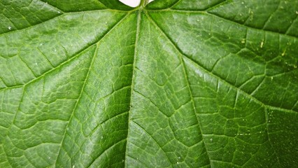 Vibrant Green Leaf Veins and Texture Close-Up