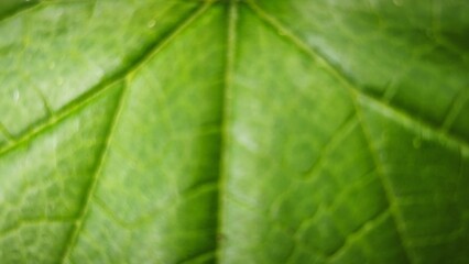 Detailed close-up of vibrant green leaf with intricate vein patterns