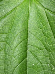 Close-up of a Detailed Green Leaf Showing Veins and Texture
