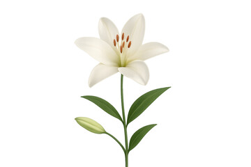 Naklejka premium White lily flower blooming with green leaves transparent background