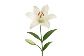 White lily flower blooming with green leaves transparent background