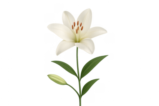 White lily flower blooming with green leaves transparent background