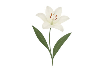 Naklejka premium White lily illustration with green leaves on transparent background