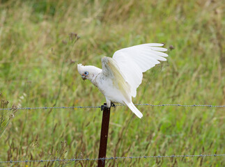 Little Corella (Cacatua sanguinea) perched on a barbed wire fence with rusted post and long grass in background