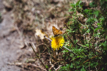 butterfly on a flower