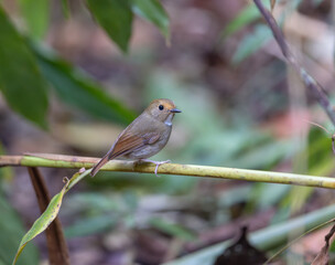 Rufous Browed Flycatcher perched on a branch