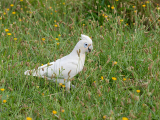 Little Corella (Cacatua sanguinea)  up close foraging in long grass with yellow daisies.