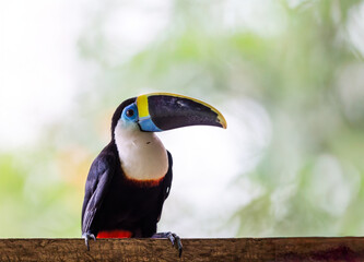 Fototapeta premium White Throated Toucan just hanging out