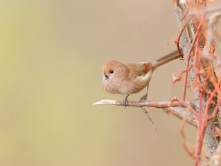 Vinous Throated Parrotbill being plump and cute